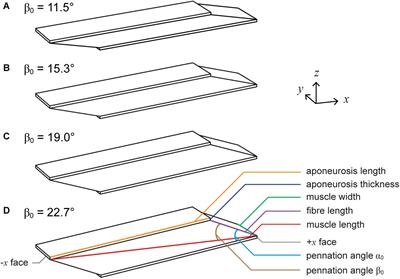 The Energy of Muscle Contraction. III. Kinetic Energy During Cyclic Contractions